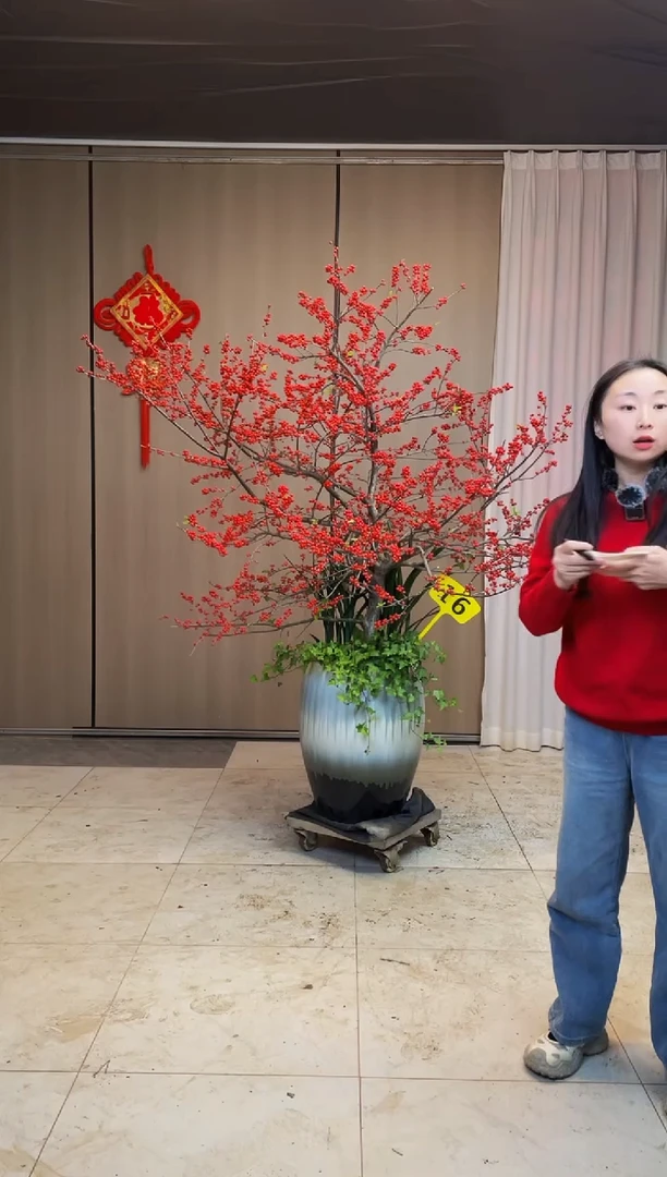 【闪购商品】北美冬青