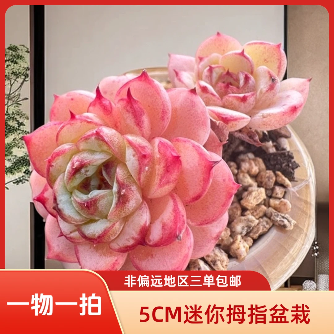 301-400【小尾巴多肉直播链接】5CM迷你拇指盆栽带盆土发货      AN