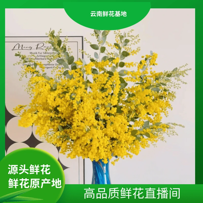 颜花【金合欢】 云南鲜花基地直发