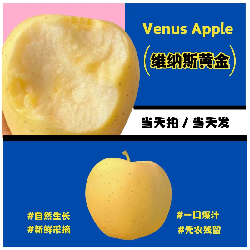 正宗维纳斯黄金苹果新鲜水果大果脆甜奶油冰糖心苹果包邮