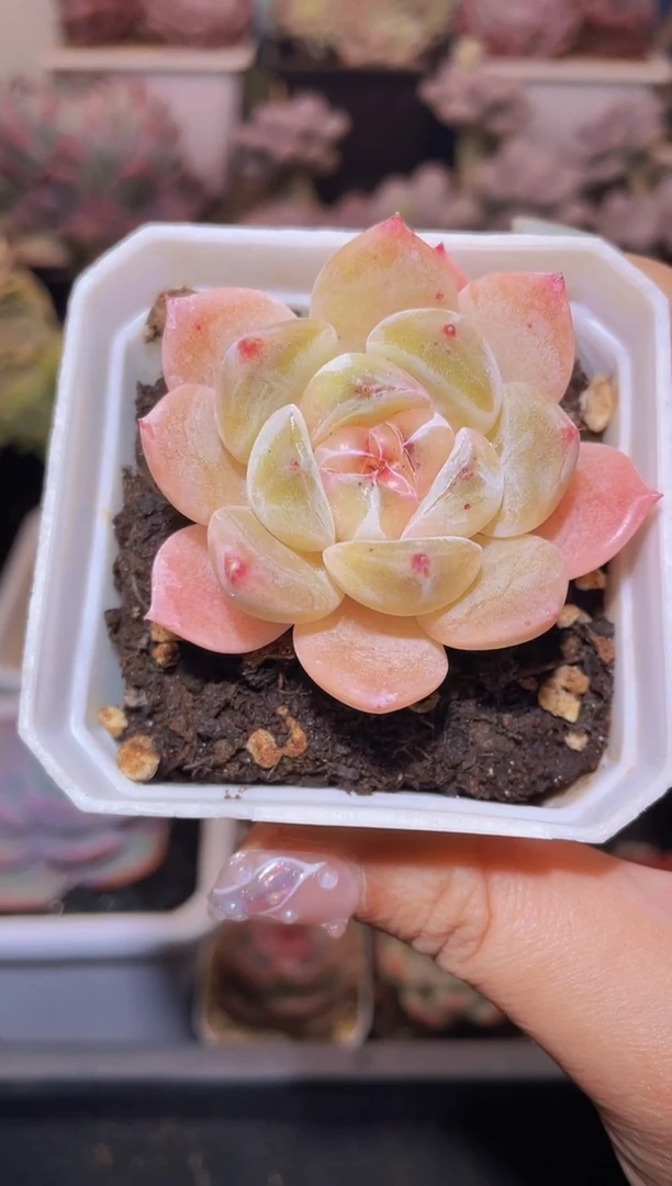 【闪购商品】402羡心