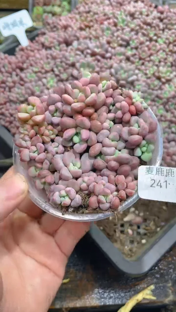 241珊瑚珠      量拍