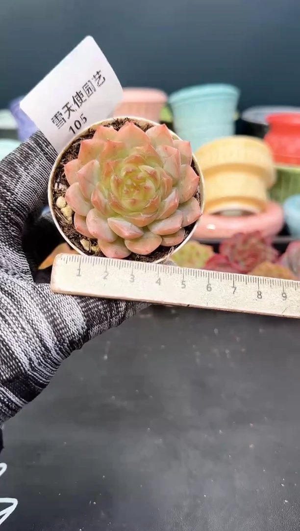 105   青山 （冠幅 5.5 cm）