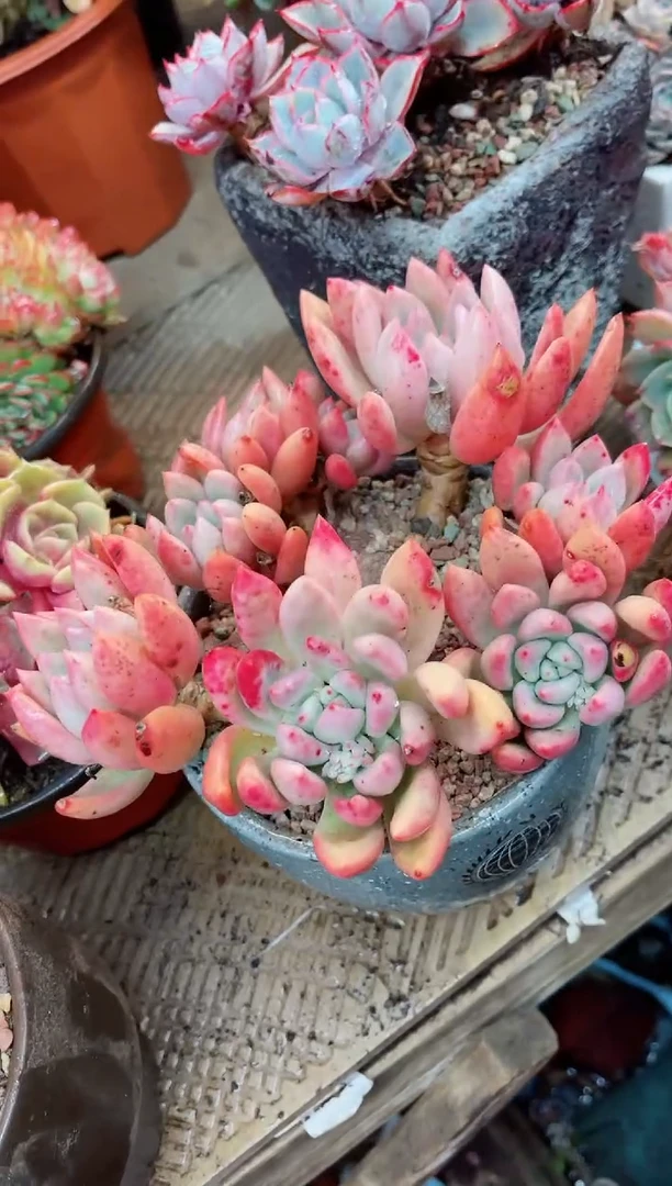 【闪购商品】23119