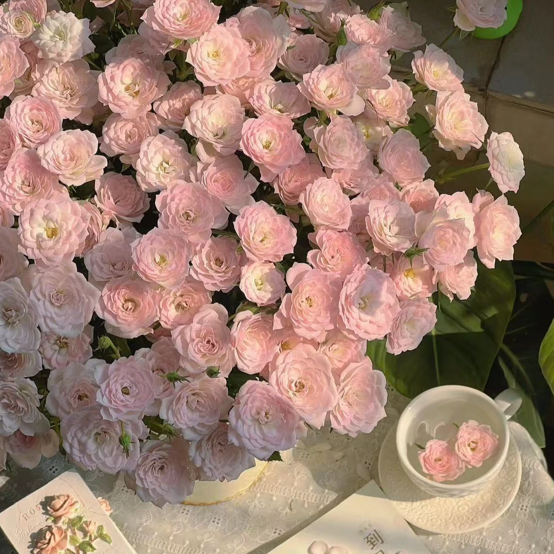 【杨鹏鲜花】完美甜蜜 多头泡泡玫瑰 云南鲜花包邮