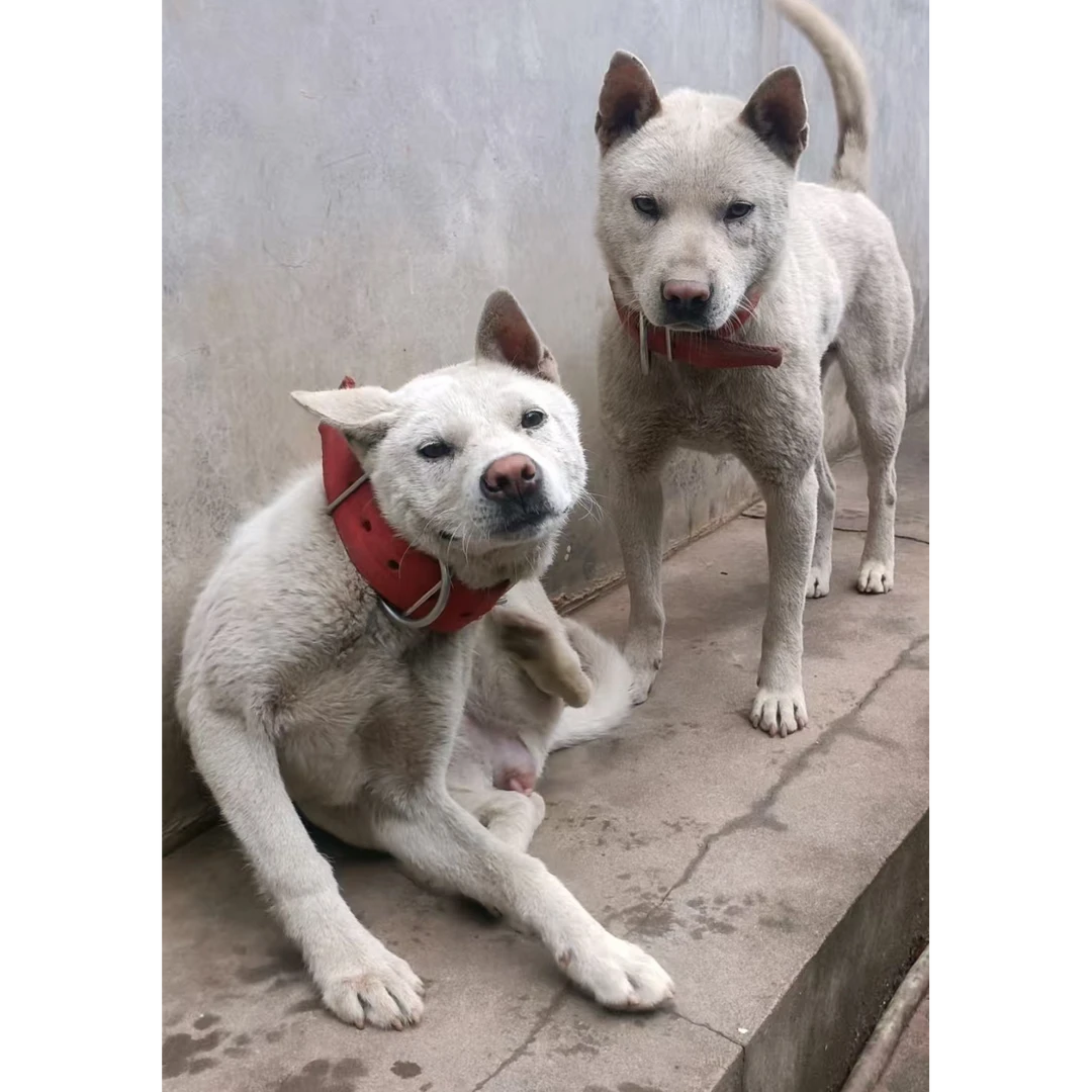 湖南阿伟从江土猎活体链接