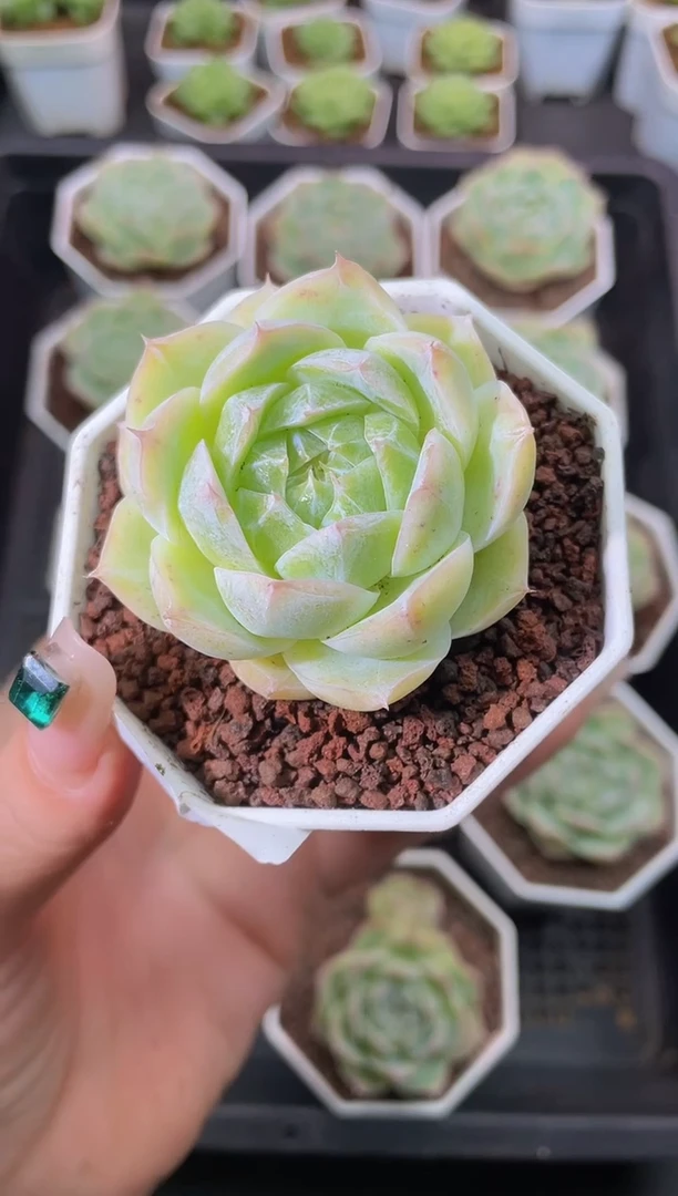 096海洋之心量拍发一颗