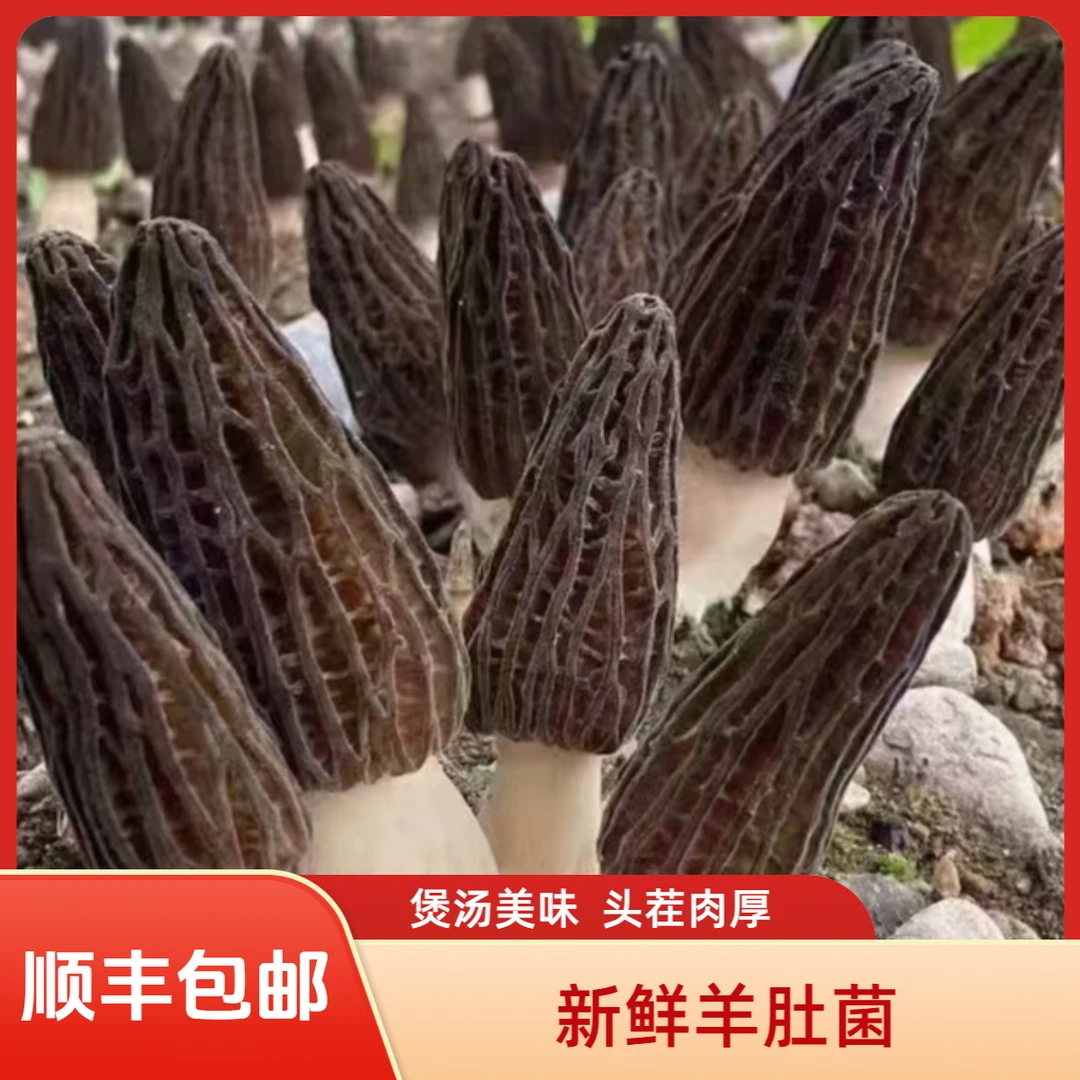 【顺丰包邮】新鲜羊肚菌鲜货上市500克 头茬肉厚菌菇煲汤