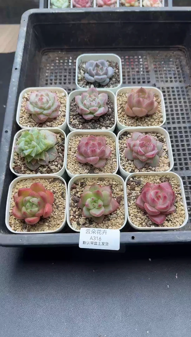 珍妮杂交多肉A316
