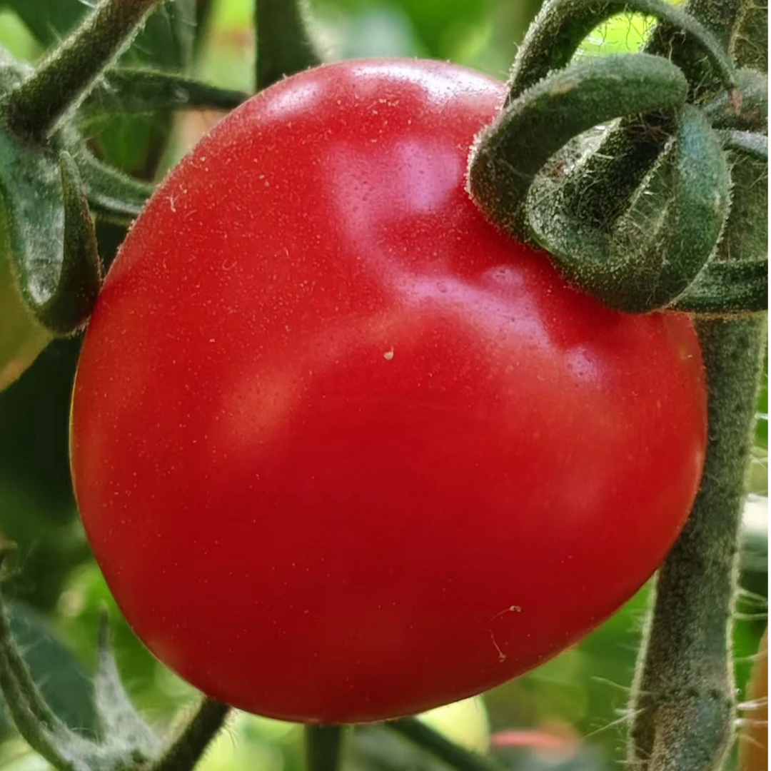 山东圣女果千禧小番茄新鲜采摘果园直发坏果包赔