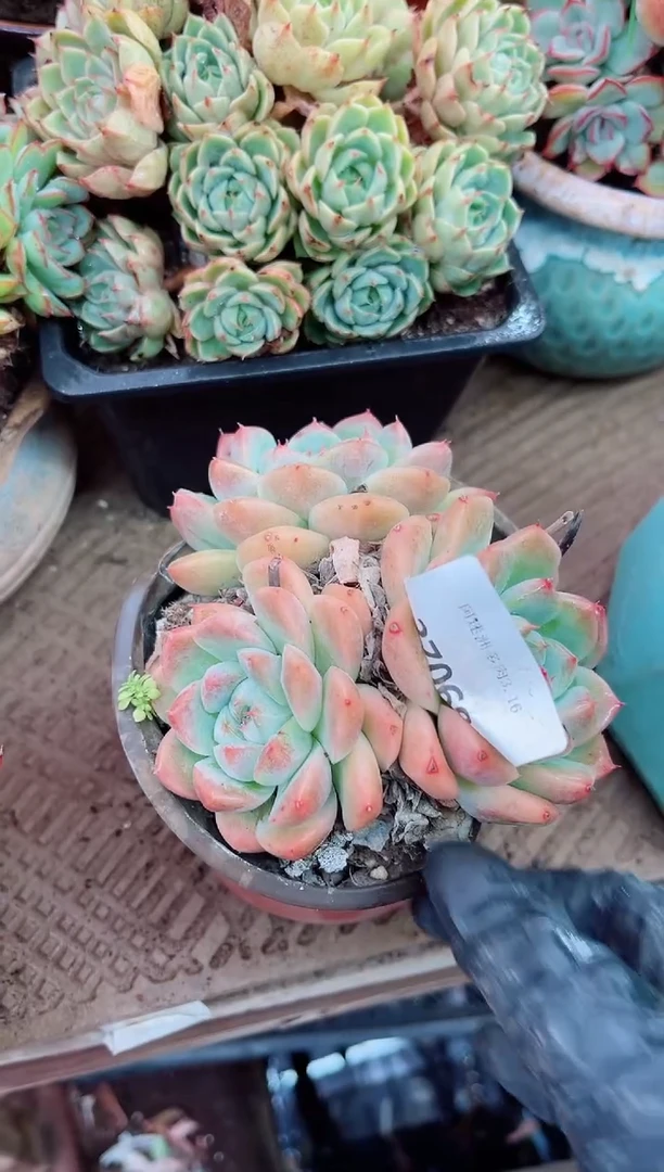 ^****^27074多肉植物一物一拍