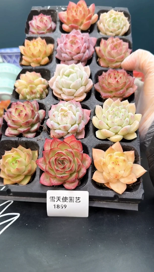 1859     多肉15 颗