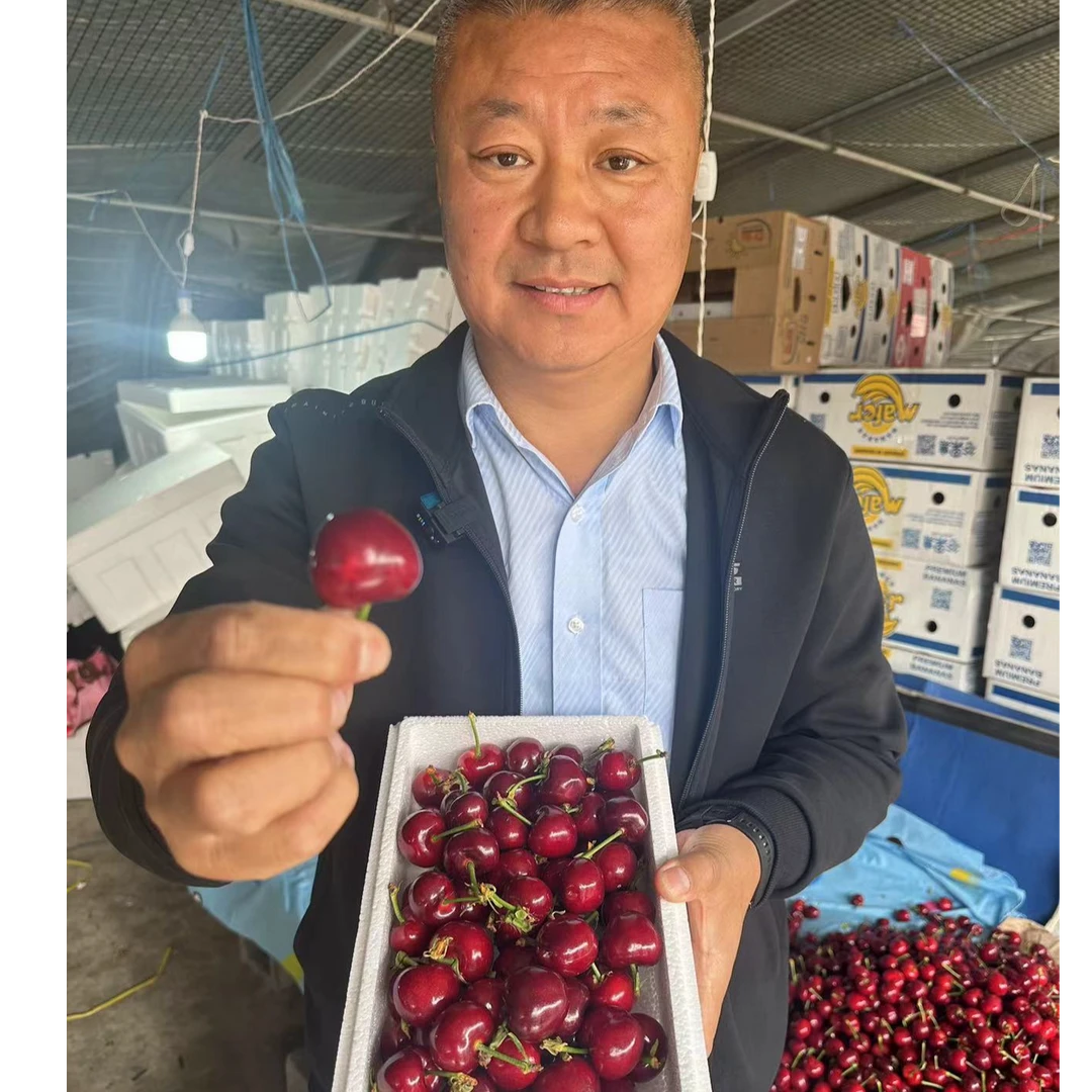 【张书记专属】7山东美早露天大樱桃新鲜现采摘脆甜多汁4斤装 3J  冰糖脆新鲜水果美早樱桃