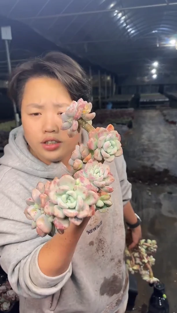 老庄花斑露群9.99