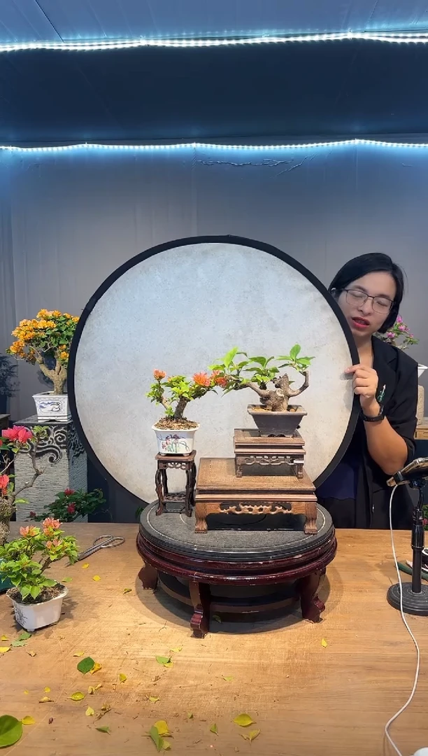 金***通三角梅塔橙&三角梅同安红