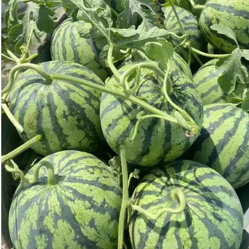 云南新鲜冰糖麒麟瓜8-10斤左右1颗云南省