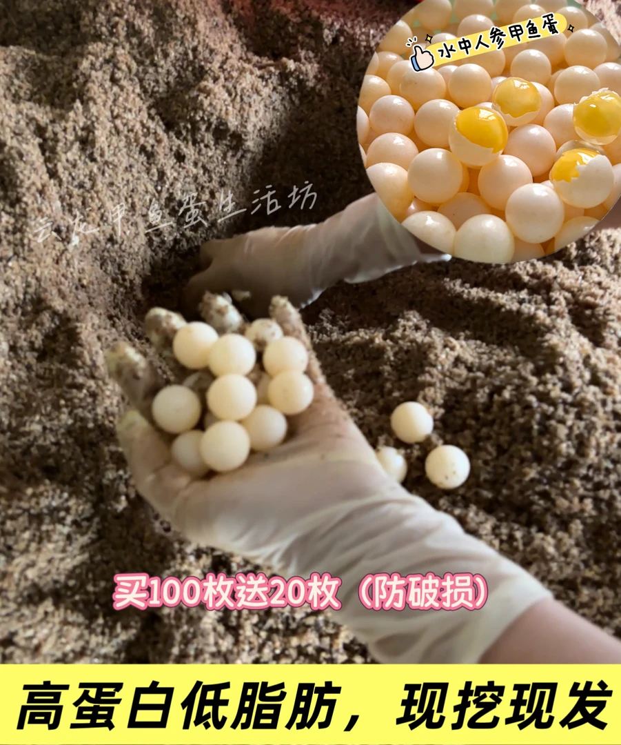 正宗新鲜蛋原生态甲鱼蛋现挖现发高蛋白营养