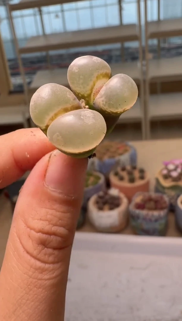 ?****?28-113多肉植物肉锥001