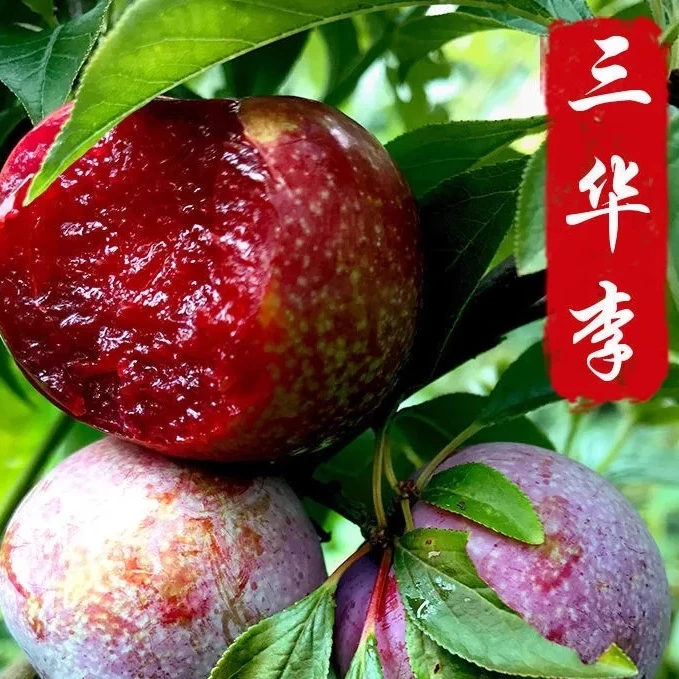 蜂糖李子树苗西梅女神脆红李子树苗早熟南方北方地栽盆栽