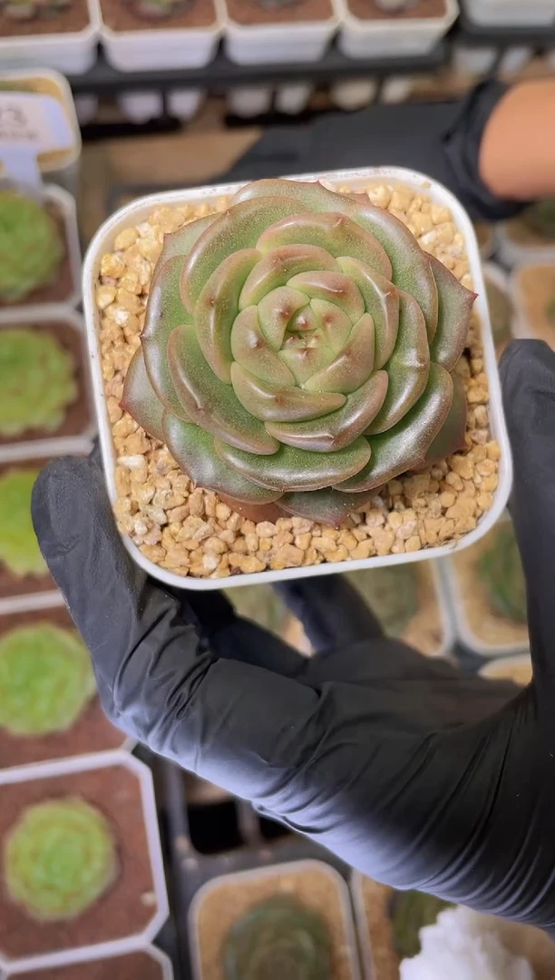 闪购85 黑灵多肉一颗