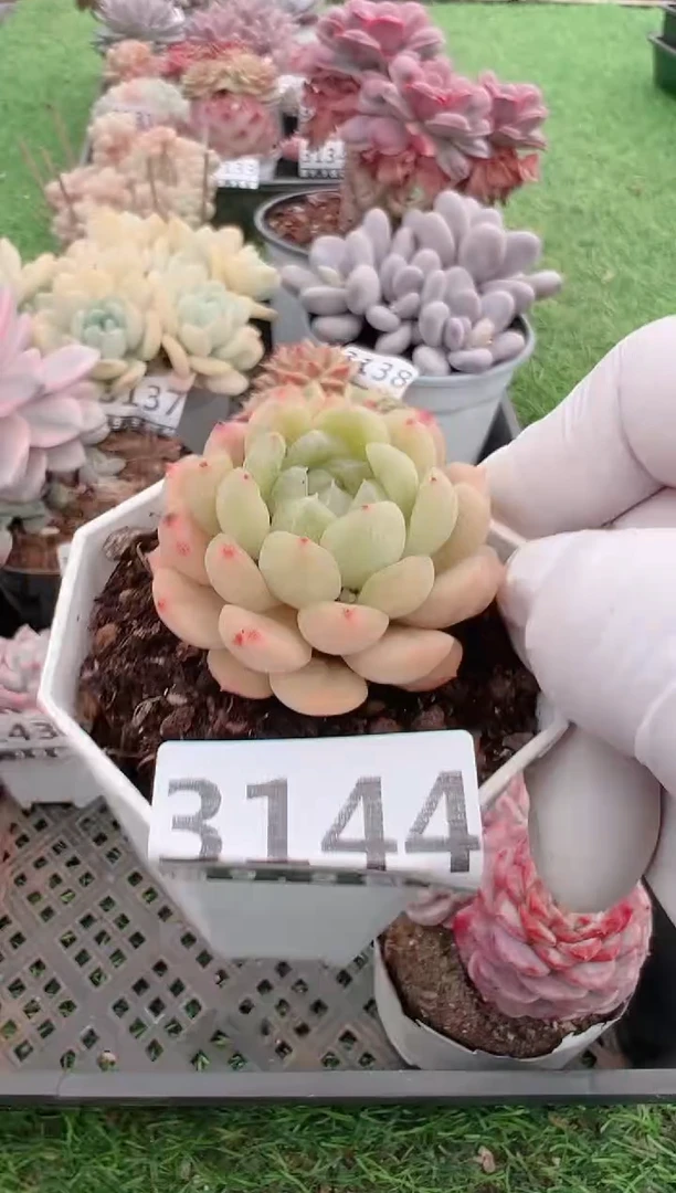 【闪购商品】信福多肉一物一拍