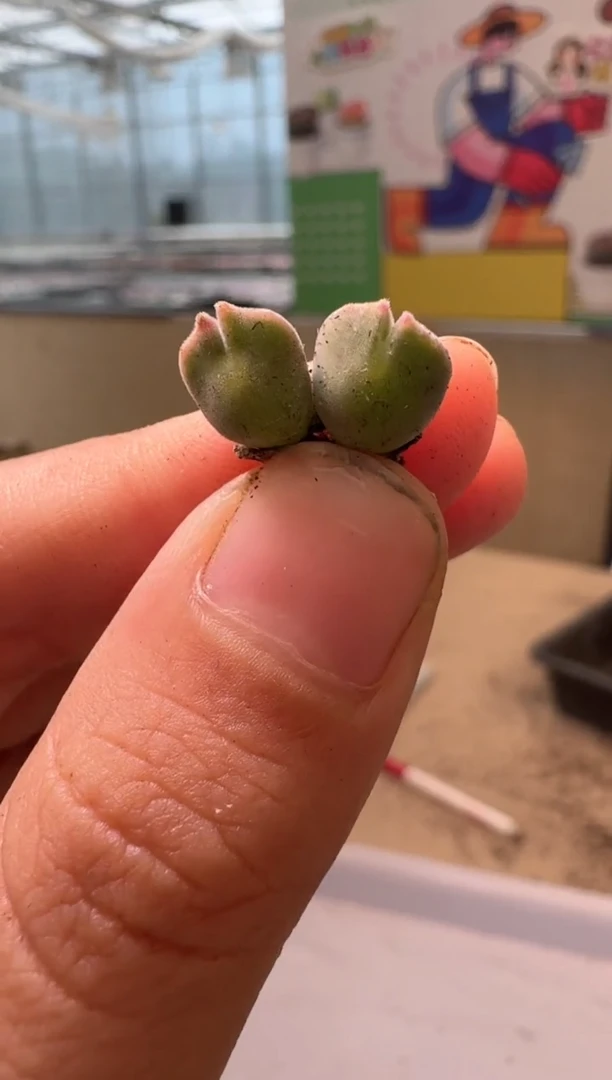 多肉植物肉锥4-264