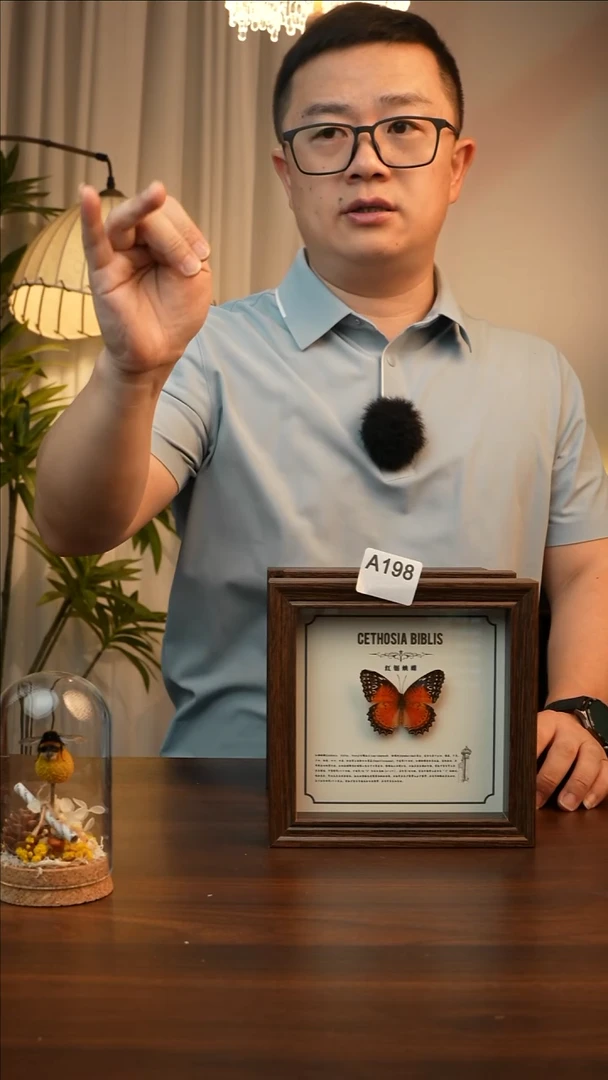 红锯蛱蝶-（6寸方胡桃色新款框）A198