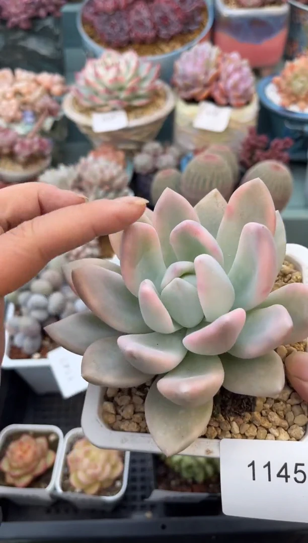 1145单头奥普锦多肉