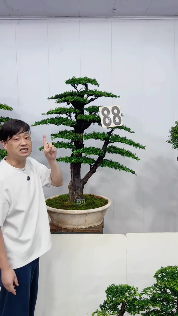 无花朵造型盆景一物一拍