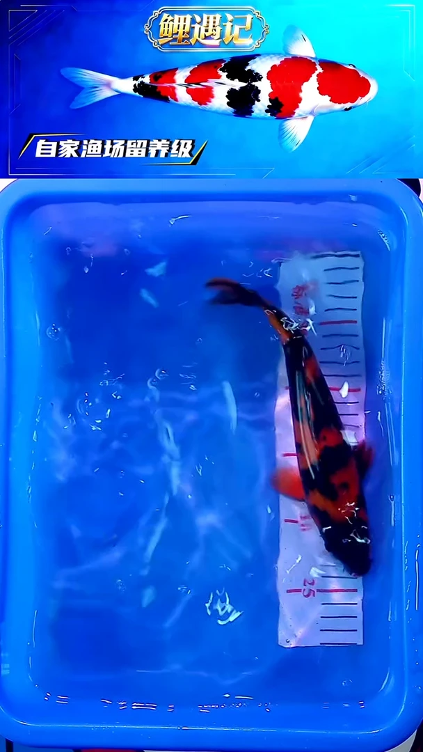 锦鲤12月23日锦鲤16