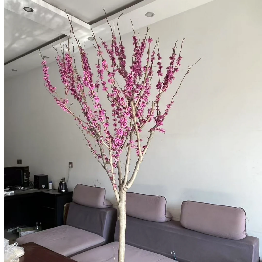 紫荆花树苗室外花卉紫金植物庭院丛生四季开花绿化园林风景大树苗