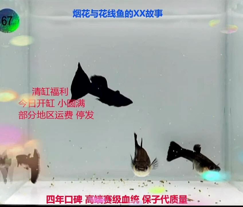 孔雀鱼木炭黑压成微瑕福利2对