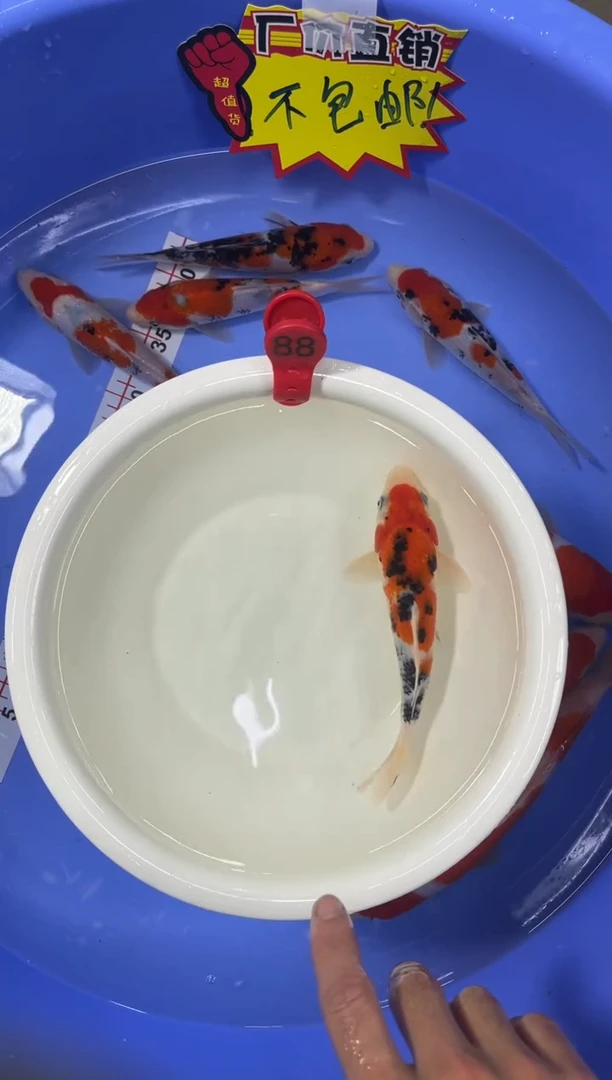 锦鲤活体二号链接 顺丰到付