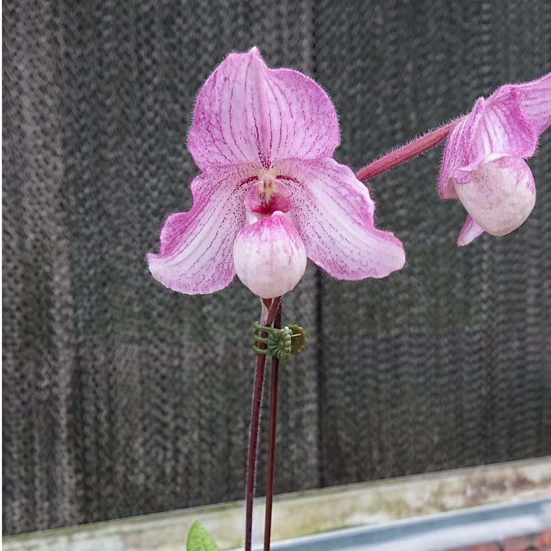 鹿鸣orchids/鹿鸣兜兰-黑钻石兜兰