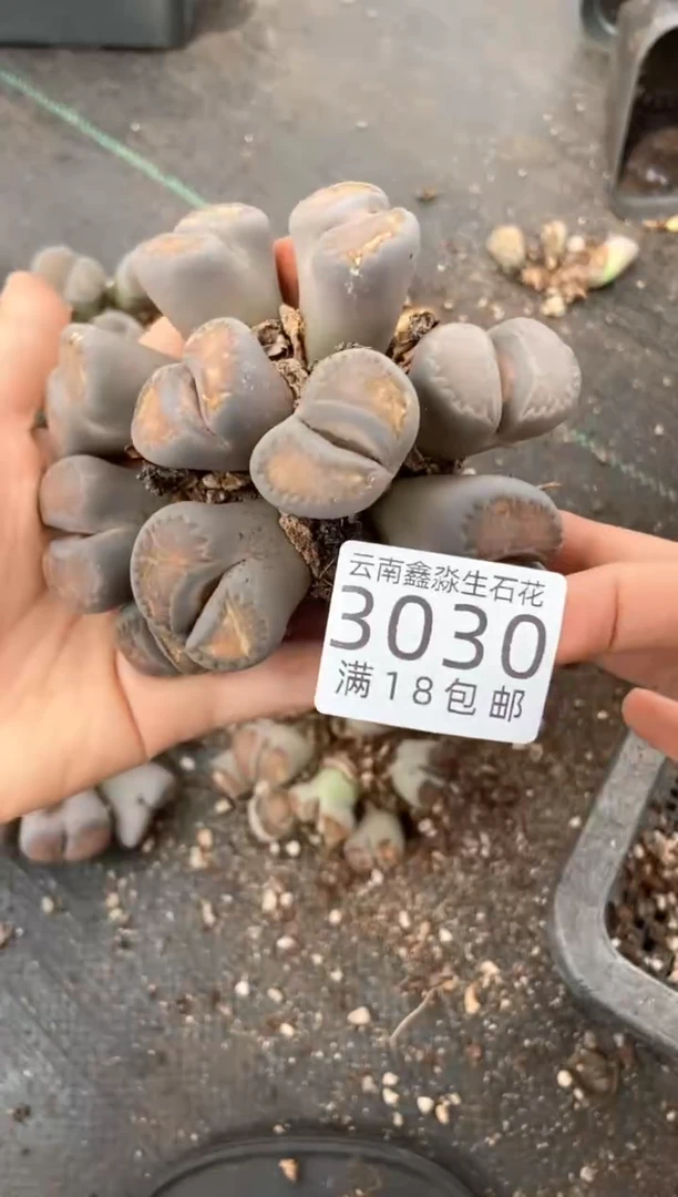 3030特价群生有疤瑕疵发货1群
