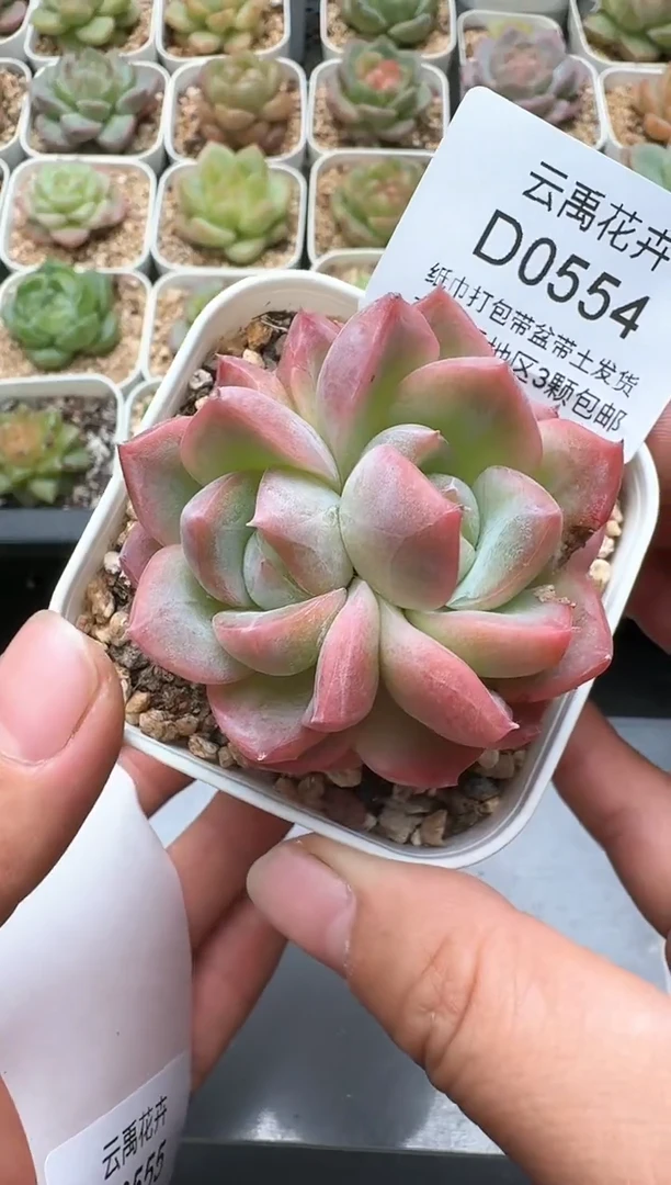 554D云禹多肉植物 带盆土纸巾打包 3颗包邮