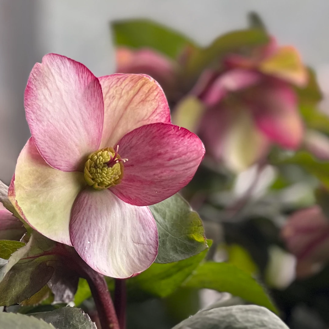 虹越 | 铁筷子“碎花裙”2加仑 冬日玫瑰高端室内外耐寒花卉