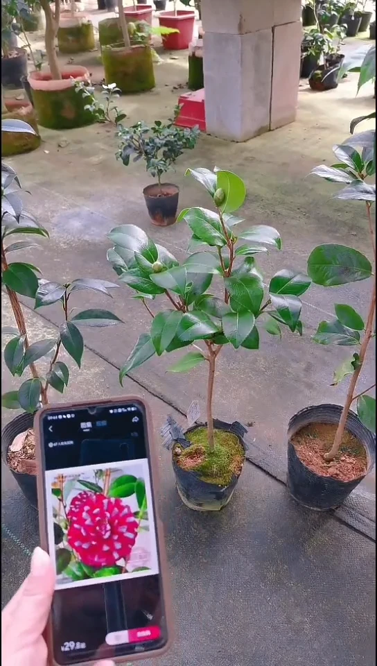 完全开放帕克雷欧