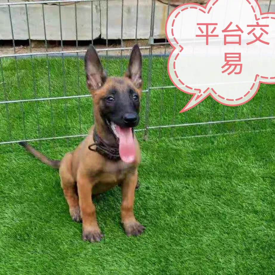 马犬幼犬适合看家护卫二次驱虫包邮到家
