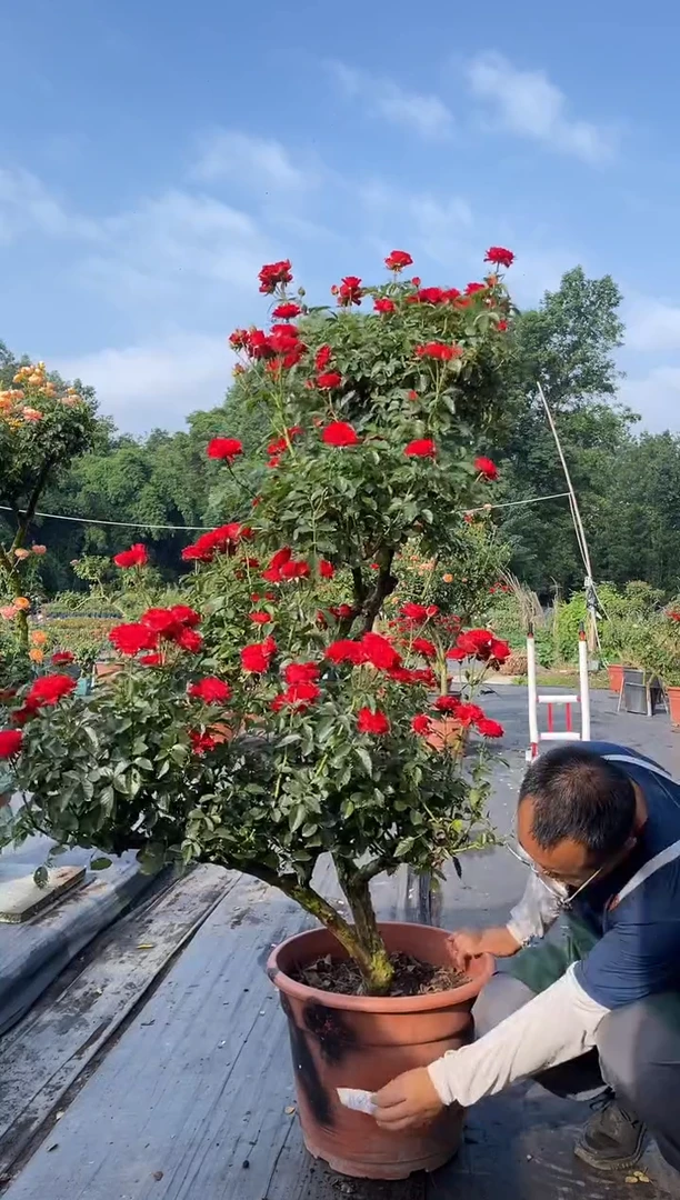 全部花朵尼****道老桩造型斜飘