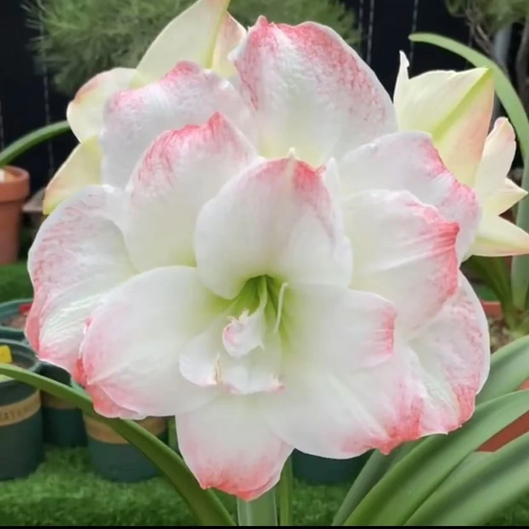 （黛丝 ）朱顶红种球  带花苞花剑 对版种球