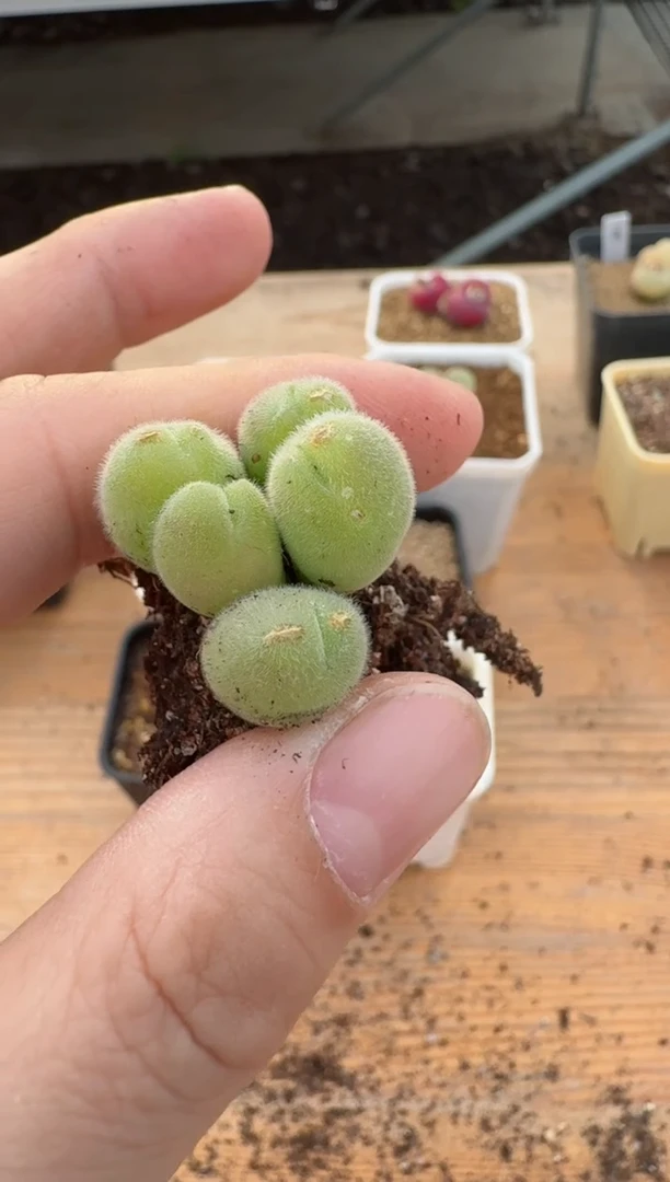 【闪购商品】17-140多肉