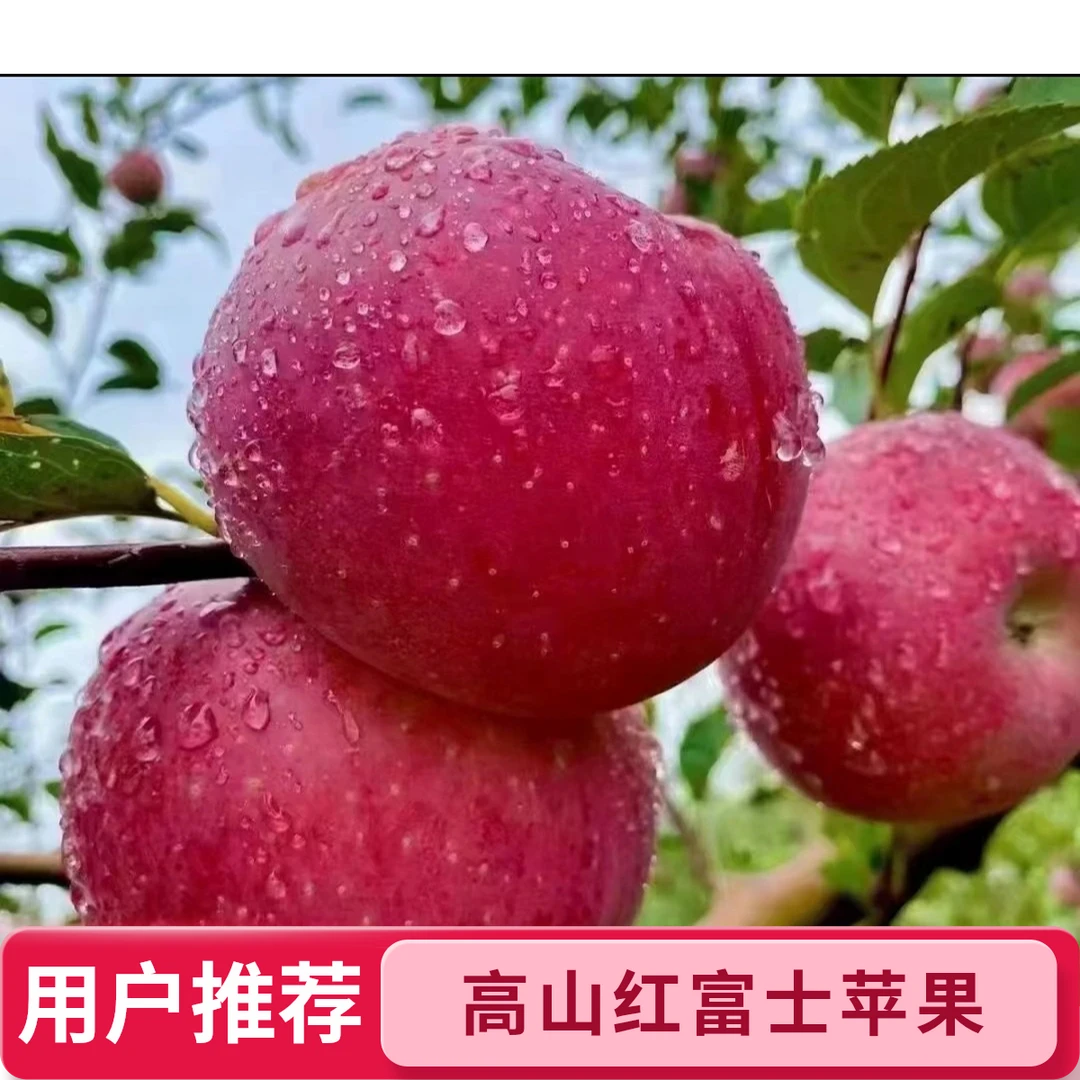 红将军苹果现摘新鲜苹果当季应季酸甜脆爽可口头茬红果