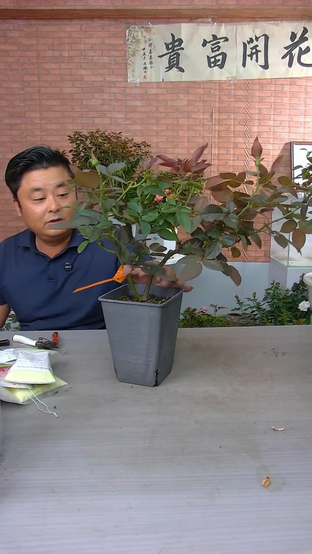 当前无花朵，栽培后可花朵黑巴克