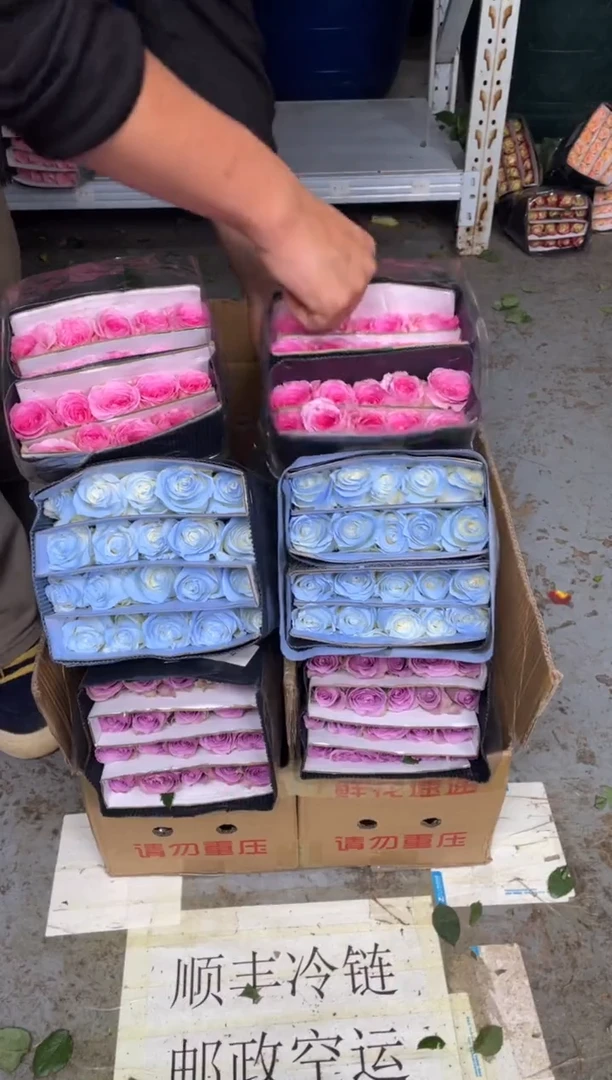 紫霞20枝+碎冰蓝20枝+洛神20枝