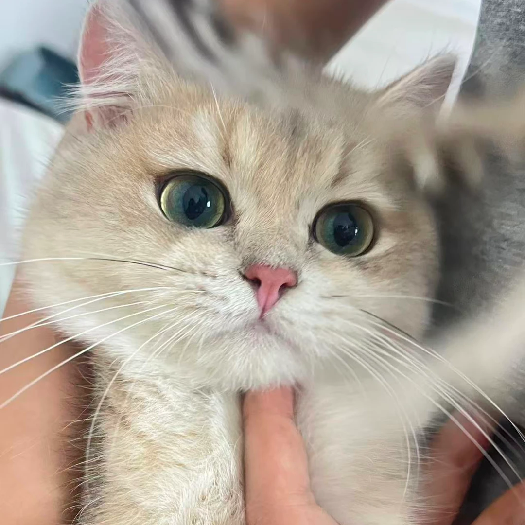 小熊蓝金渐层弟弟