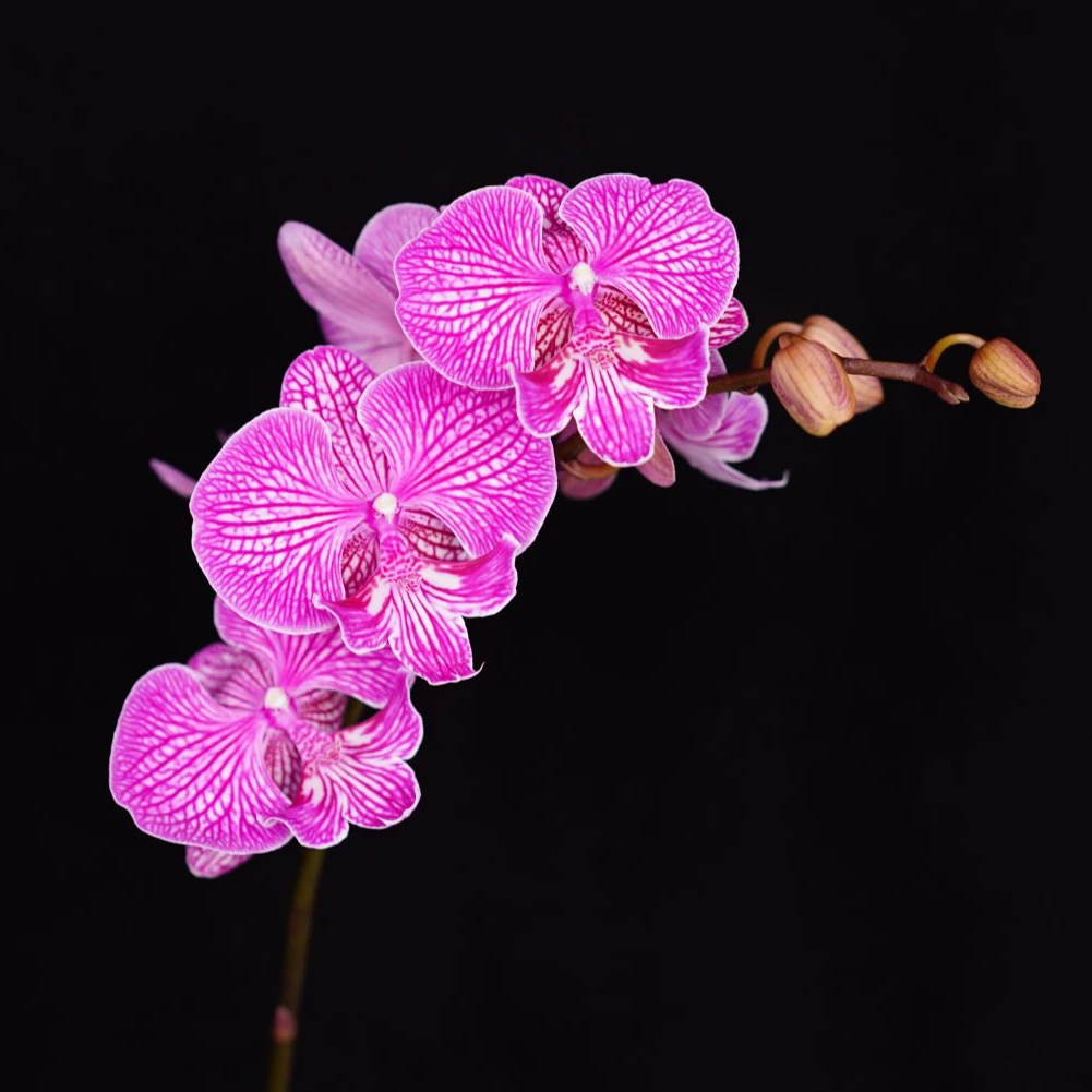 A花遇兰蝴蝶兰室内【狮子王】2.8寸带花带少量花苞开花株发货