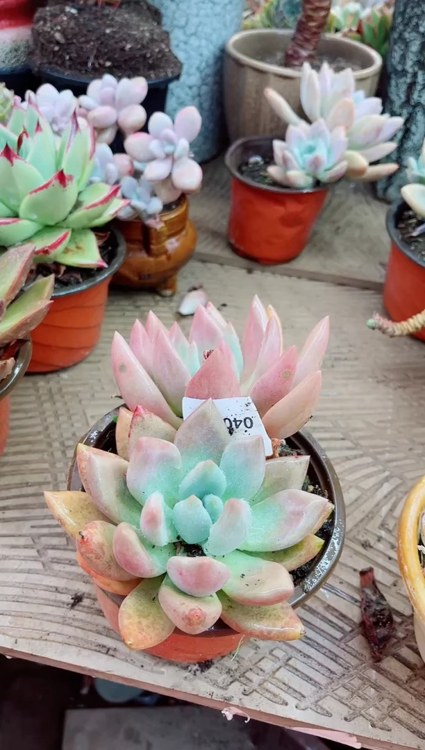 04043多肉植物一物一拍
