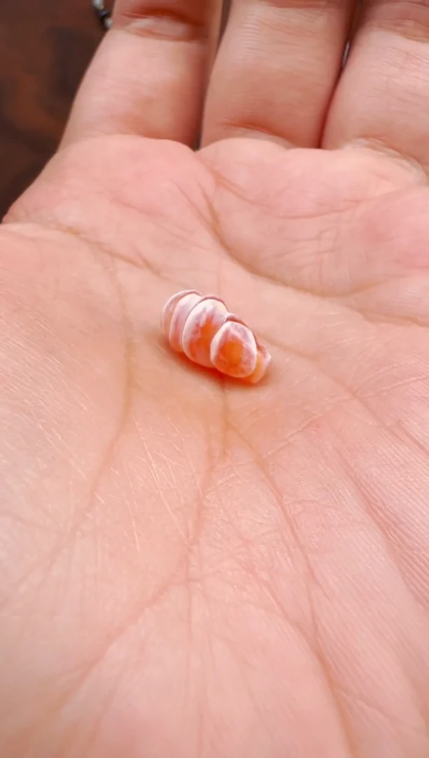 【肖钟出品】东南亚配珠