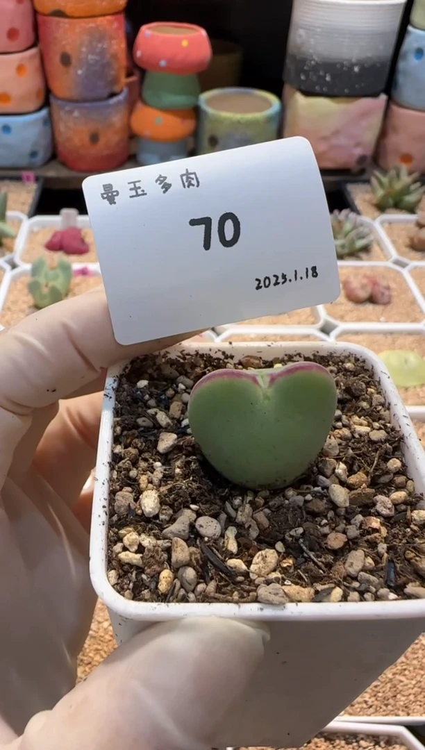 【闪购商品】25.1.18-70